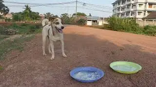 we love dogs