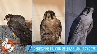 Peregrine Release January 2026!