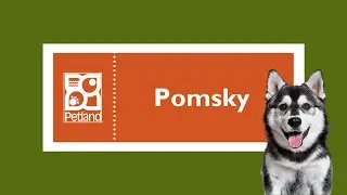 Pomsky Fun Facts
