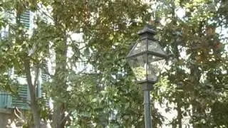 Possible Removal of Magnolia Trees in front of Randolph Hall