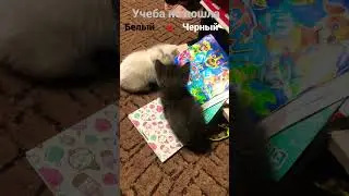 Учеба не пошла#cat#whatsappstatus#reaction#freefire