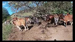 toros de engorde en  el  campo de jarabacoa