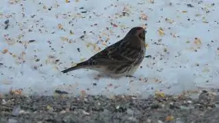 Lapland longspurs at Fermilab 2
