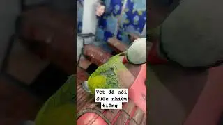 Vẹt nh&agrave; nu&ocirc;i #thainguyentocnam #vetnoi