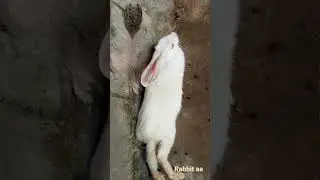 rabbit//rabbit Aa channel//rabbit baby//rabbit Aa//rabbit is resting//cute rabbit//my cute rabbit
