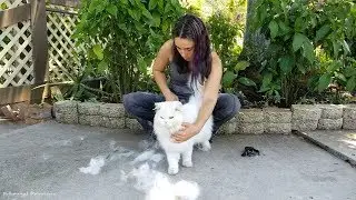 A Persian Cat Blowing his Winter Coat
