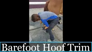 Full hoof trim | barefoot hoof trim | learning how to trim horse hooves | asmr satisfying hoof trim
