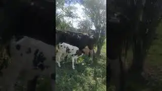 Permanece en la ley