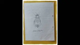 Caste System of Honey Bee 🐝 MSc 3rd Semester Zoology Practical Note 🍯