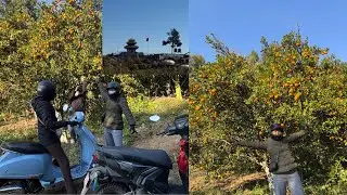 Organic suntala tipna pokhara bata newrabari pugiyo😊#syangja#video#srijanamagar 