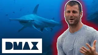 Legendary Hammerhead Sharks Sneak Up On Dave Salmoni | Deadly Islands