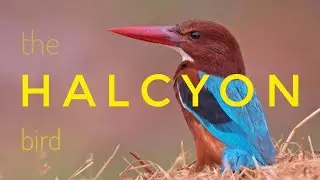 White Throated Kingfisher- Relaxing Sleep Music + Insomnia - Stress Relief,  4k Birdwatching Video