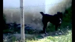 KAVKAZ DOG