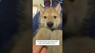 The man saved a frozen wolf pup#emotational#animals#wolf#shorts