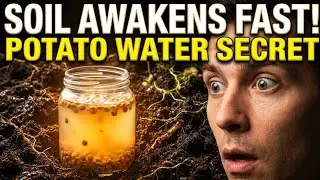 Potato Water + Lentils: The FASTEST Way to Wake Up Dead Soil Naturally!