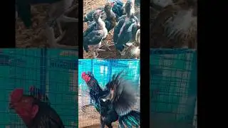 💥mukilan Anna Seval kattutharai...⁉️💢 | kattuseval for sales #sales #vlog @SakthiFarms