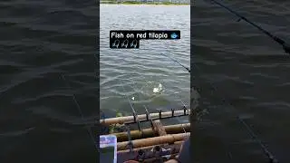 red tilapia #fishing #mancingceria #mancingcirataterbaru #mancing #mancingmantap #mancingmania