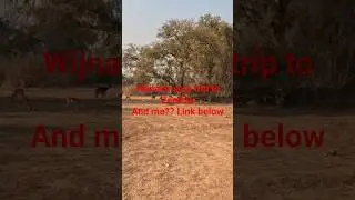 #Zambia #Nature #safari #grumpy #luangwa #gamereserve #gamepark #africa