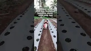 farming bellpepper