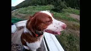 Gundog Training: river crossing, turn, recall, stop, kennel command