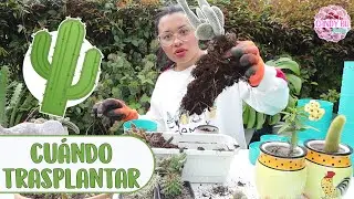 Hora de TRASPLANTAR CACTUS: Sustrato, maceta y cuándo hacerlo│Candy Bu