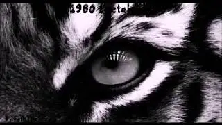 (💥) 1950 Metal Tiger 🗡💥 // SethTheWizard