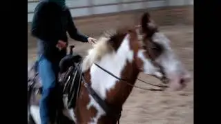 LOUD COLORED BAY & WHITE OVERO PAINT GELDING, RANCH RIDDEN, WALKS OUT NICELY, VERY BROKE