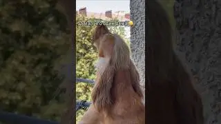 Пёс думал что один дома