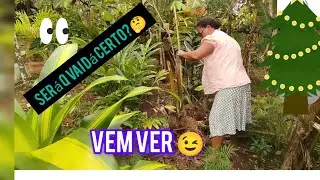Começando Um Jardim Do Zero 🤔 Projeto No Quintal.🏡