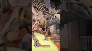 Did you know? The world&rsquo;s largest dinosaur collection is here #DinosaurCapital #Montana #TRex