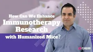 How Can We Enhance Immunotherapy Research with Humanized Mice?