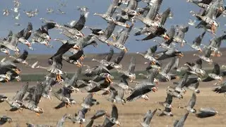 Saskatchewan Speck and Snow Goose Hunt