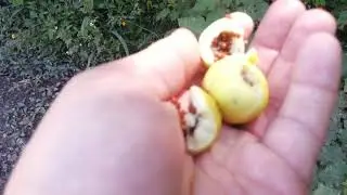 Jo&aacute; bravo  (Solanum viarum)
