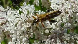 Oedemera (Oedemera) podagrariae - (Linnaeus 1767) - (Oedemeridae) - Oedem&egrave;re ochrac&eacute;