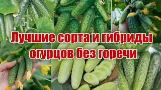 THE BEST VARIETIES AND HYBRIDS OF CUCUMBERS WITHOUT BITTERNESS.