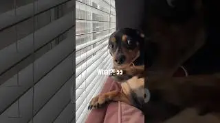 Just me, myself, and the world outside 🐾 #Daydreaming #DogLife #WindowViews