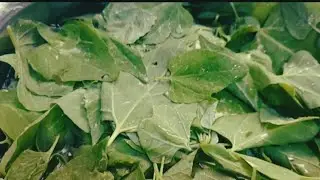 chakotha soppu Sambar#recipes #easyrecipe #traditionalrecipe #sambarrecipe