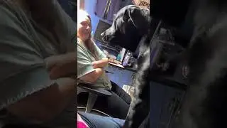 Milo eats Animal Crackers