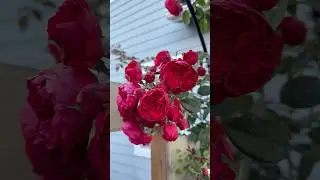 Our  Florentina Climbing Rose #rose #flower #garden #spring #mybackyardgarden #viralvideo #fyp