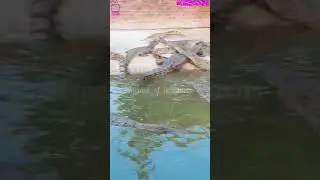 #crocodilefarm #crocodile