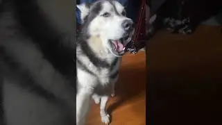 Stinky little Husky