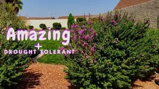 Texas Sage Easy and Drought Tolerant  Plants Zone 9 | Ana Andrea Xoxo