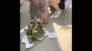 Hen reproduce chick