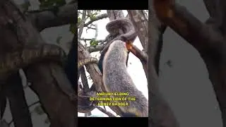 honey  badger vs python #shorts #python #honeybadgers