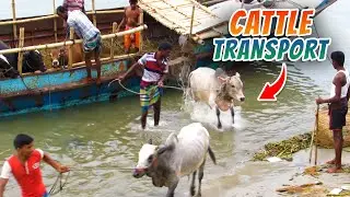 Cattle Transportation Using Motor Boats | Livestock Transport | Cow Loading & Unloading