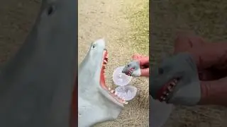 Shark puppet gives birth