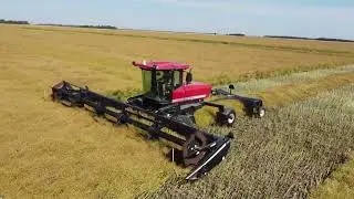 Swathing Canola 2022 09 Manitoba