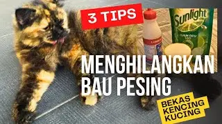 Tiga Tips Mudah Membersihkan Bekas Kencing Kucing || Agar Bau Pesing Cepat Hilang