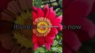 Gazania is a unique flower.  Petal /pistol. #flowers #gazania #flowerknowledge