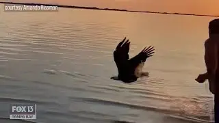 Bald eagle swoops in to steal Florida man's shark